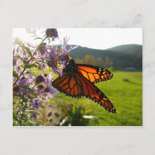 Aster Visitor Briefkaart