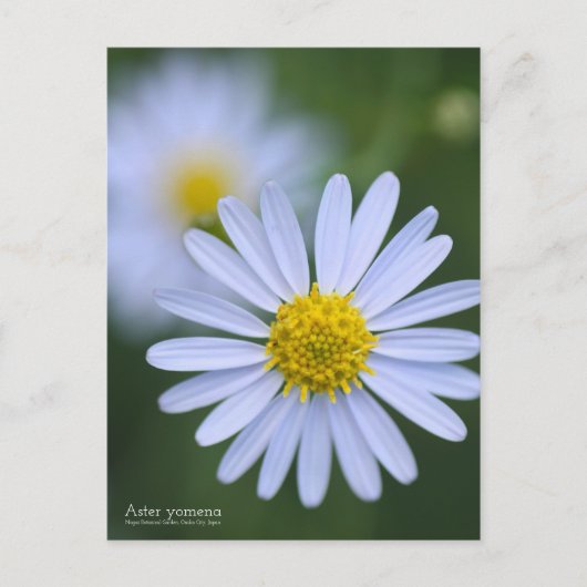 Aster Yomena:Briefkaart Briefkaart (Voorkant)