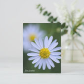 Aster yomena : Carte postale (Debout devant)