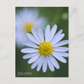 Aster yomena : Carte postale (Devant)