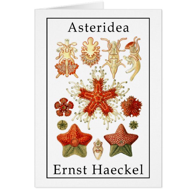 Asteridea door Ernst Haeckel (Voorkant)