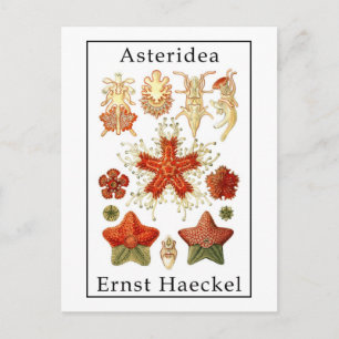 Asteridea door Ernst Haeckel Briefkaart
