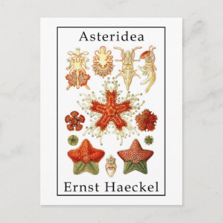 Asteridea door Ernst Haeckel Briefkaart
