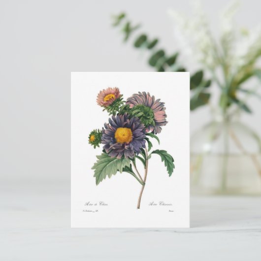 Asters Briefkaart (Staand voorkant)