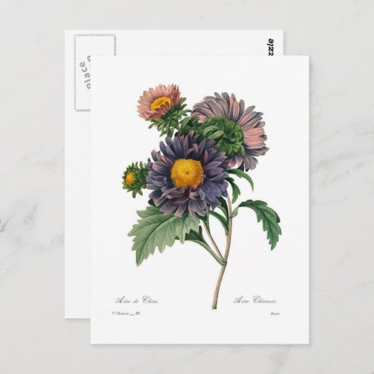 Asters Briefkaart (Voorkant / Achterkant)