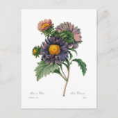 Asters Briefkaart (Voorkant)