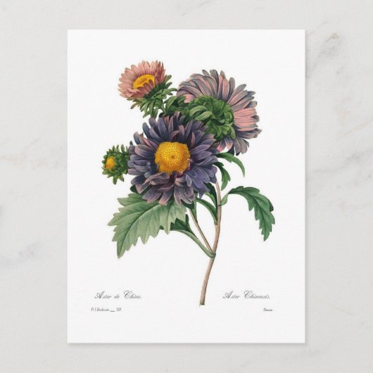 Asters Briefkaart (Voorkant)