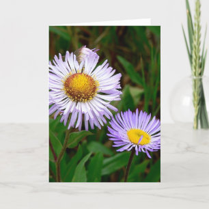 Asters Feestdagen Kaart