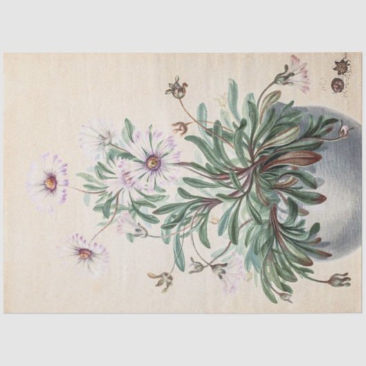  Asters in a Pot Tissuepapier (Voorkant)