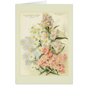 Asters (marguerite de Michaelmas)