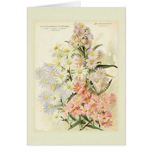 Asters (Michaelmas daisy) (Voorkant)