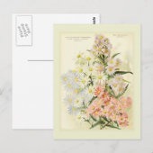 Asters (Michaelmas daisy) Briefkaart (Voorkant / Achterkant)