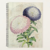 Asters nains vintages à fleurs (Devant)