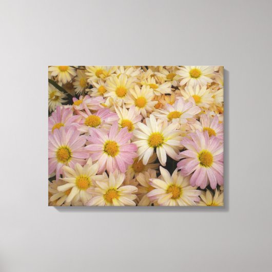 Asters sur toile enroulée (Recto)