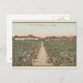  Asti California Wine Cellars Post Card Briefkaart (Voorkant / Achterkant)