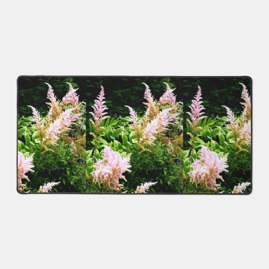 Astilbe (Recto)