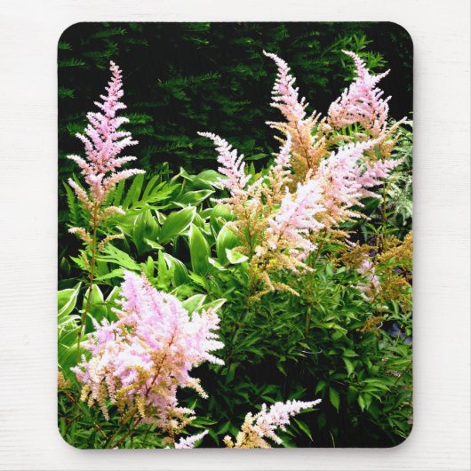 Astilbe Muismat (Voorkant)