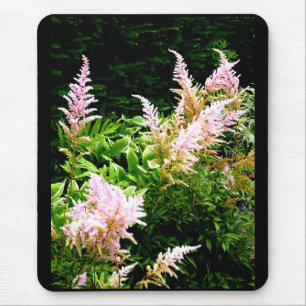 Astilbe Muismat