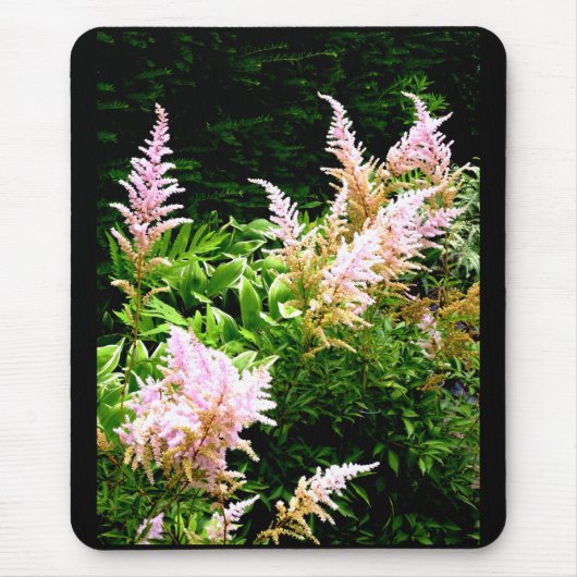 Astilbe Muismat (Voorkant)
