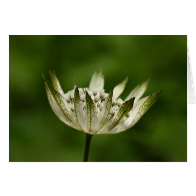 Astrantia (Voorkant Horizontaal)