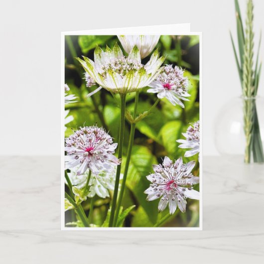 Astrantia Major, de grote meesterwort blanco Kaart (Voorkant)