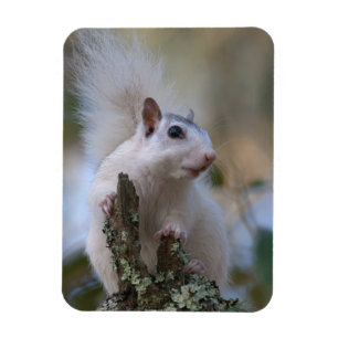 Astronaut Squirrel Magneet