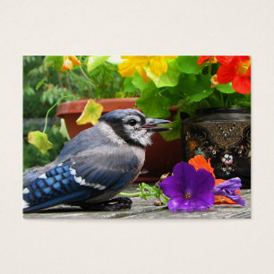 ATC de geai bleu et de fleurs