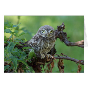 Athene noctua