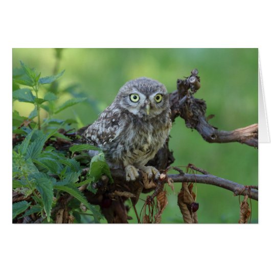 Athene noctua (Voorkant Horizontaal)