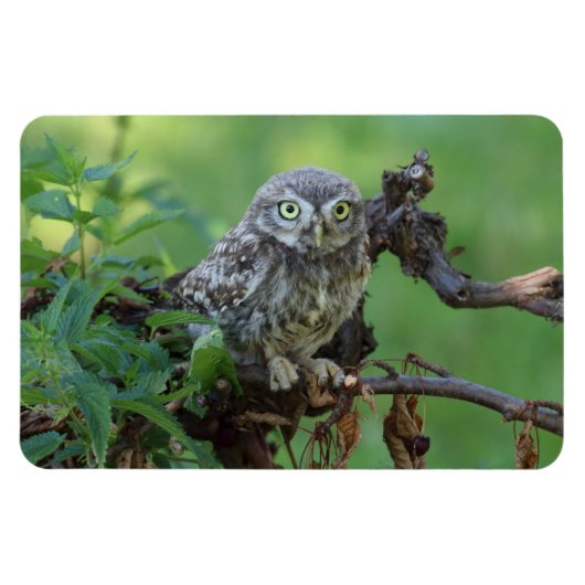 Athene noctua magneet (Horizontaal)