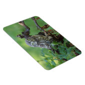 Athene noctua magneet (Rechterzijde)