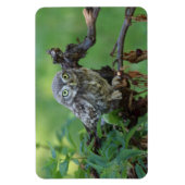 Athene noctua magneet (Verticaal)