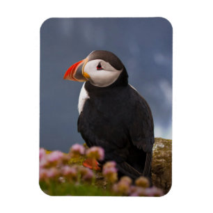 ATL PUFFIN MAGNEET