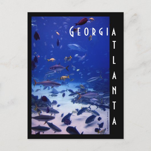 Atlanta Aquarium, Georgia Briefkaart (Voorkant)