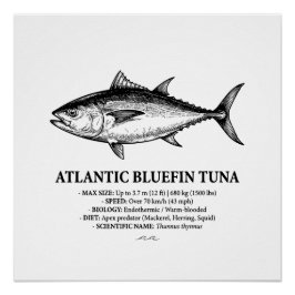 Atlantic Bluefin Tuna Scientific Illustration  Perfect Poster