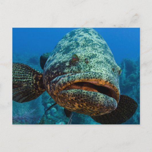 Atlantic Goliath Grouper Briefkaart (Voorkant)