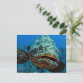 Atlantic Goliath Grouper Briefkaart (Staand voorkant)
