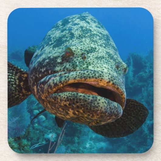 Atlantic Goliath Grouper Drankjes Onderzetter (Voorkant)