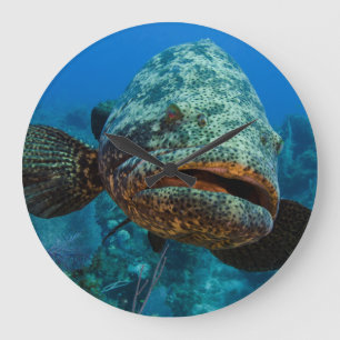 Atlantic Goliath Grouper Grote Klok