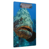Atlantic Goliath Grouper Klembord (Rechts)