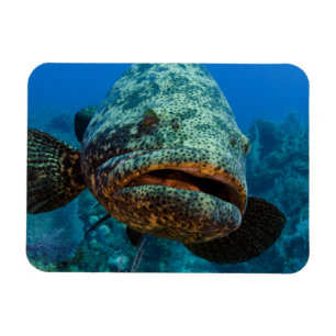 Atlantic Goliath Grouper Magneet