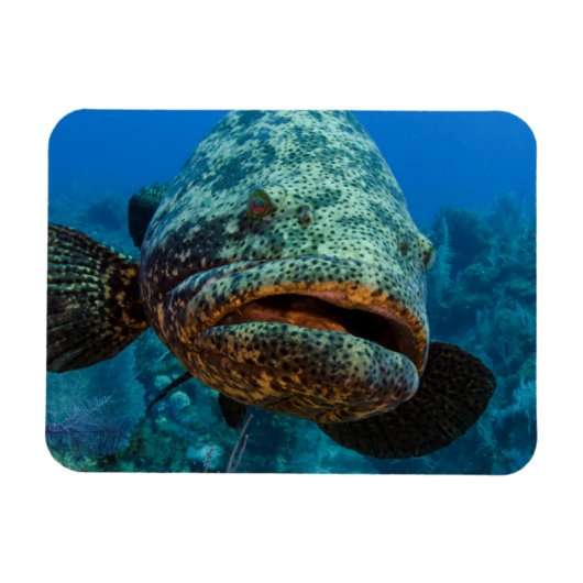 Atlantic Goliath Grouper Magneet (Horizontaal)
