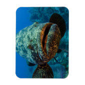 Atlantic Goliath Grouper Magneet (Verticaal)