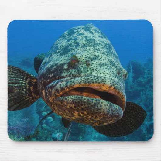 Atlantic Goliath Grouper Muismat (Voorkant)