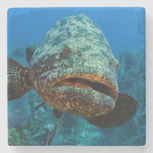 Atlantic Goliath Grouper Stenen Onderzetter (Voorkant)