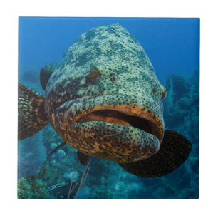 Atlantic Goliath Grouper Tegeltje