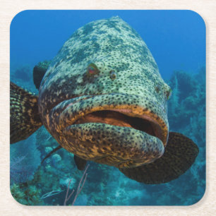 Atlantic Goliath Grouper Vierkante Kartonnen Onderzetter