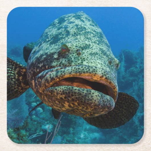 Atlantic Goliath Grouper Vierkante Kartonnen Onderzetter (Voorkant)