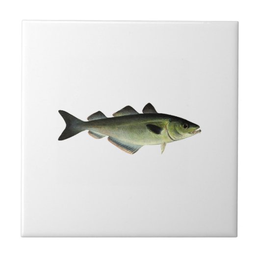 Atlantic Pollock Tegeltje (Voorkant)