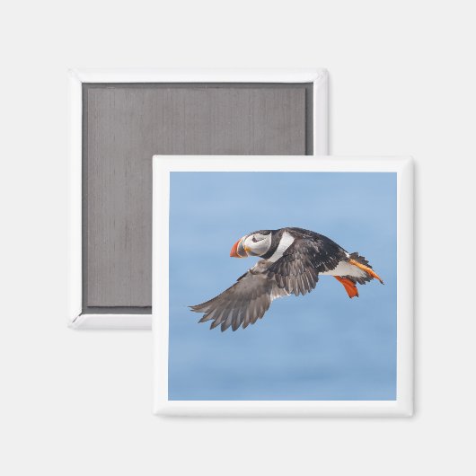 Atlantic Puffin 2x2 magnet (Recto/Verso)
